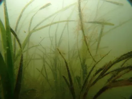 海域・河川・運河等の環境調査2